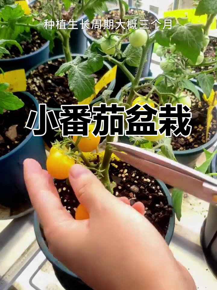 室内如何种植西红柿(室内种植西红柿的基本方法)