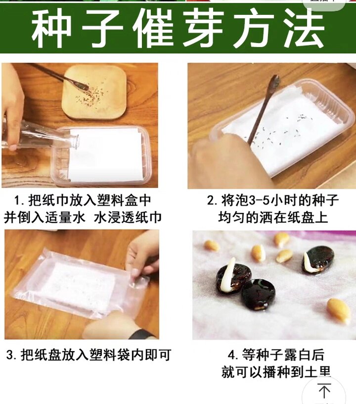 晚稻杂交种子催芽方法(晚稻杂交种子催芽方法视频)