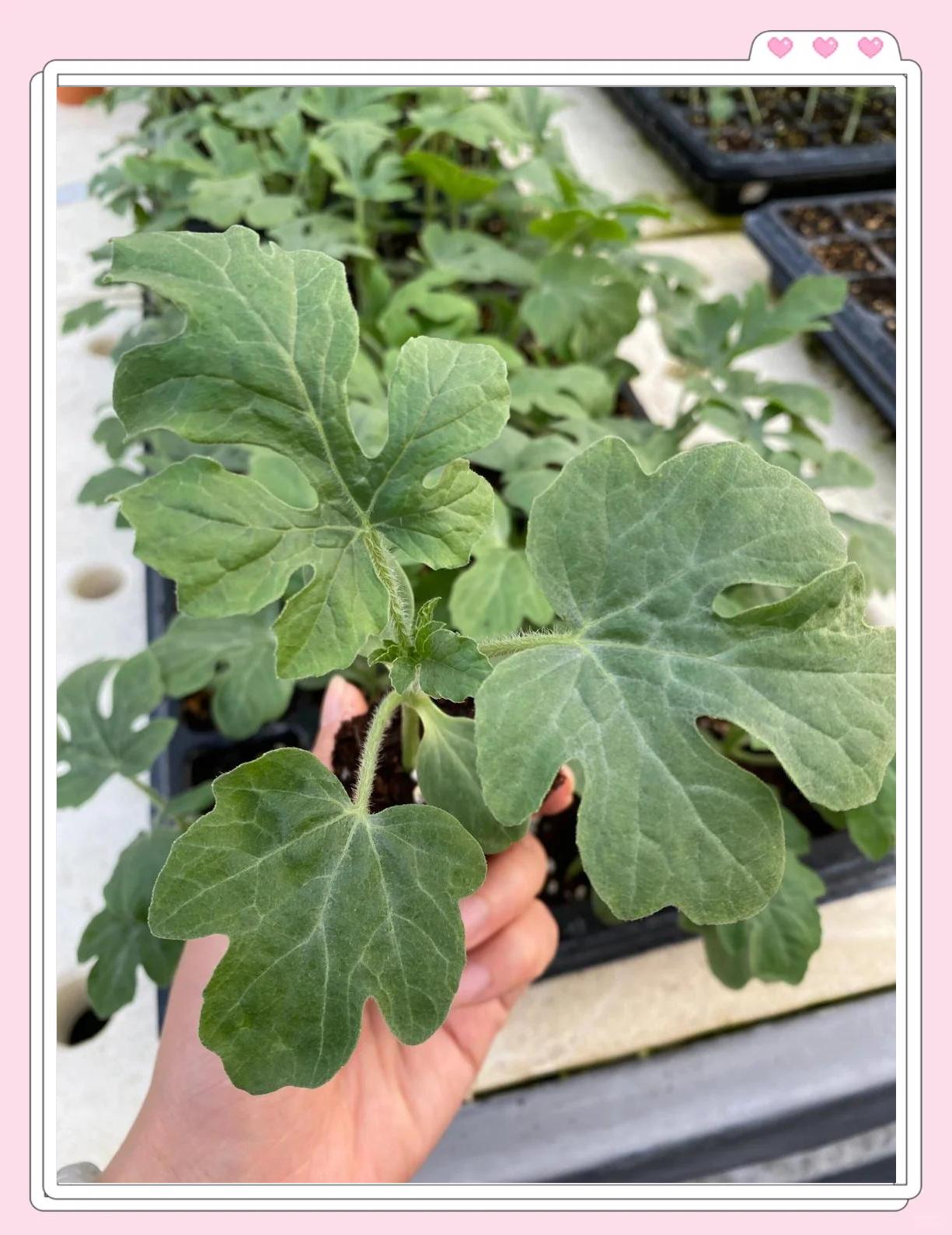西瓜种植时间及方法(西瓜种植的最佳时间及条件)