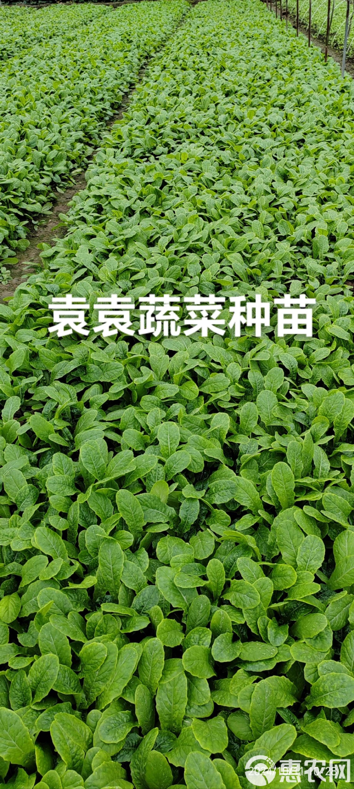 莴笋苗什么时候种植(莴笋什么时候种植最好几天发芽)