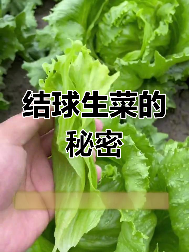 球生菜是怎么种的(球生菜生长期是多少多长时间)