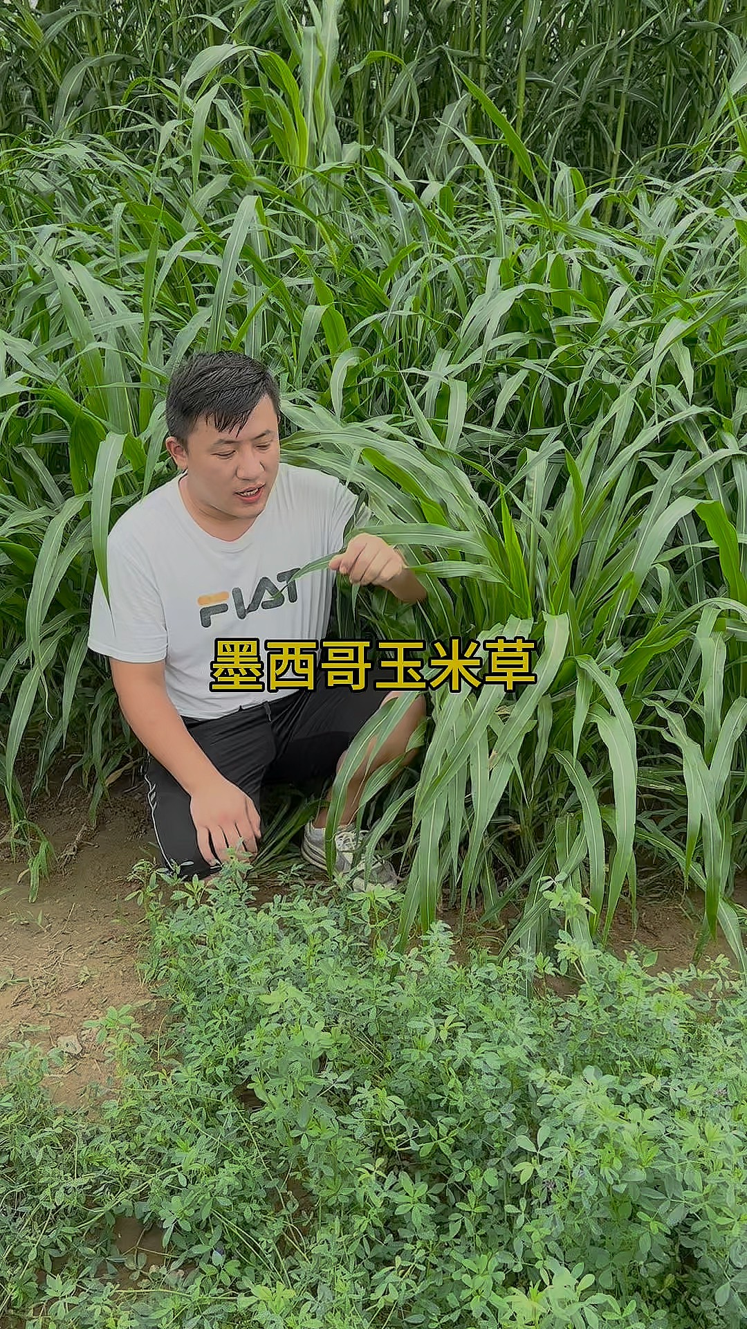 墨西哥玉米草怎么播种(墨西哥玉米草播种方法及要点)