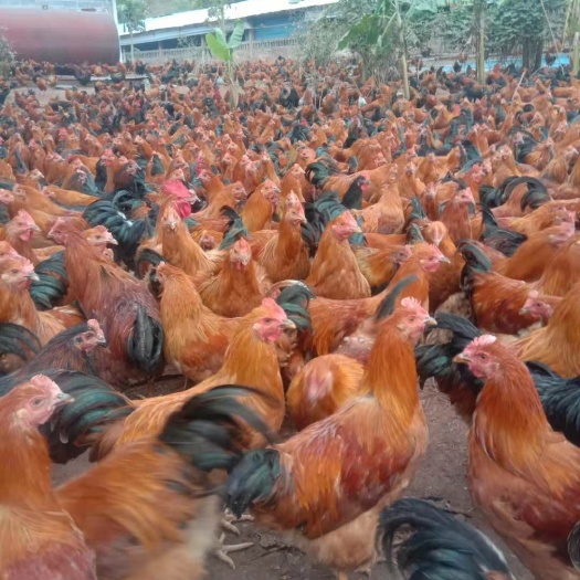 肉鸡饲养,散养蛋鸡养殖,,0.29,7,高,培育词的简单介绍