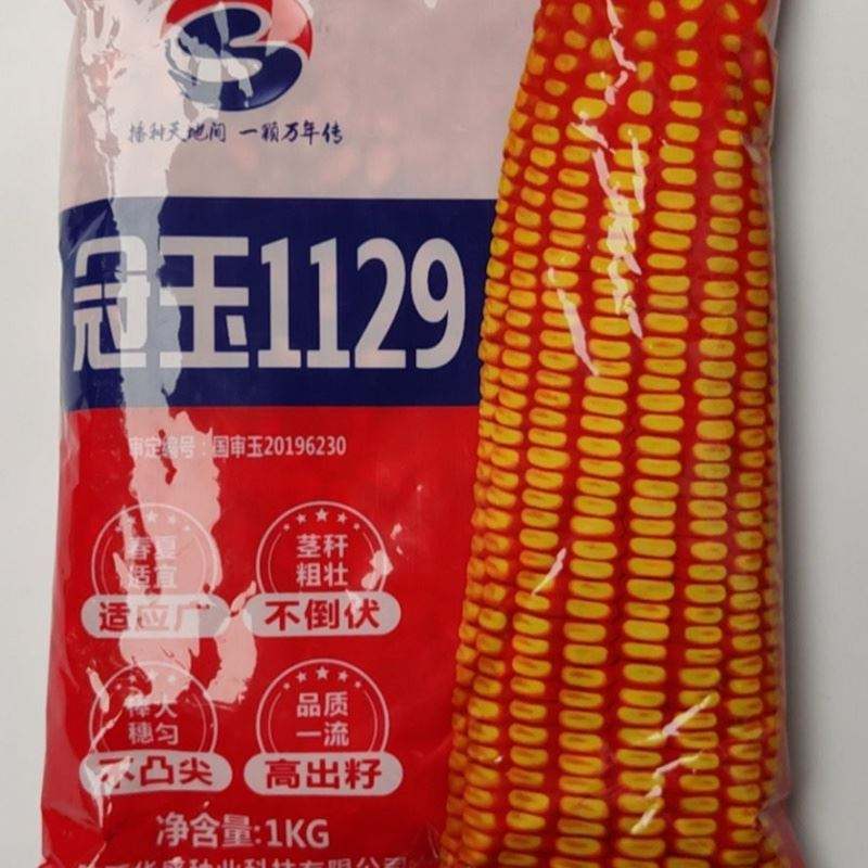 抗旱玉米种子(抗旱玉米种子排名)