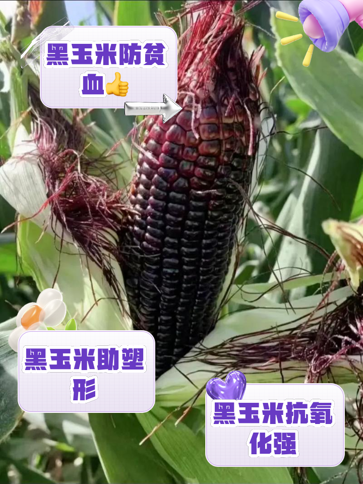 黑玉米七月份可以种吗(黑玉米的成熟季是什么时候)