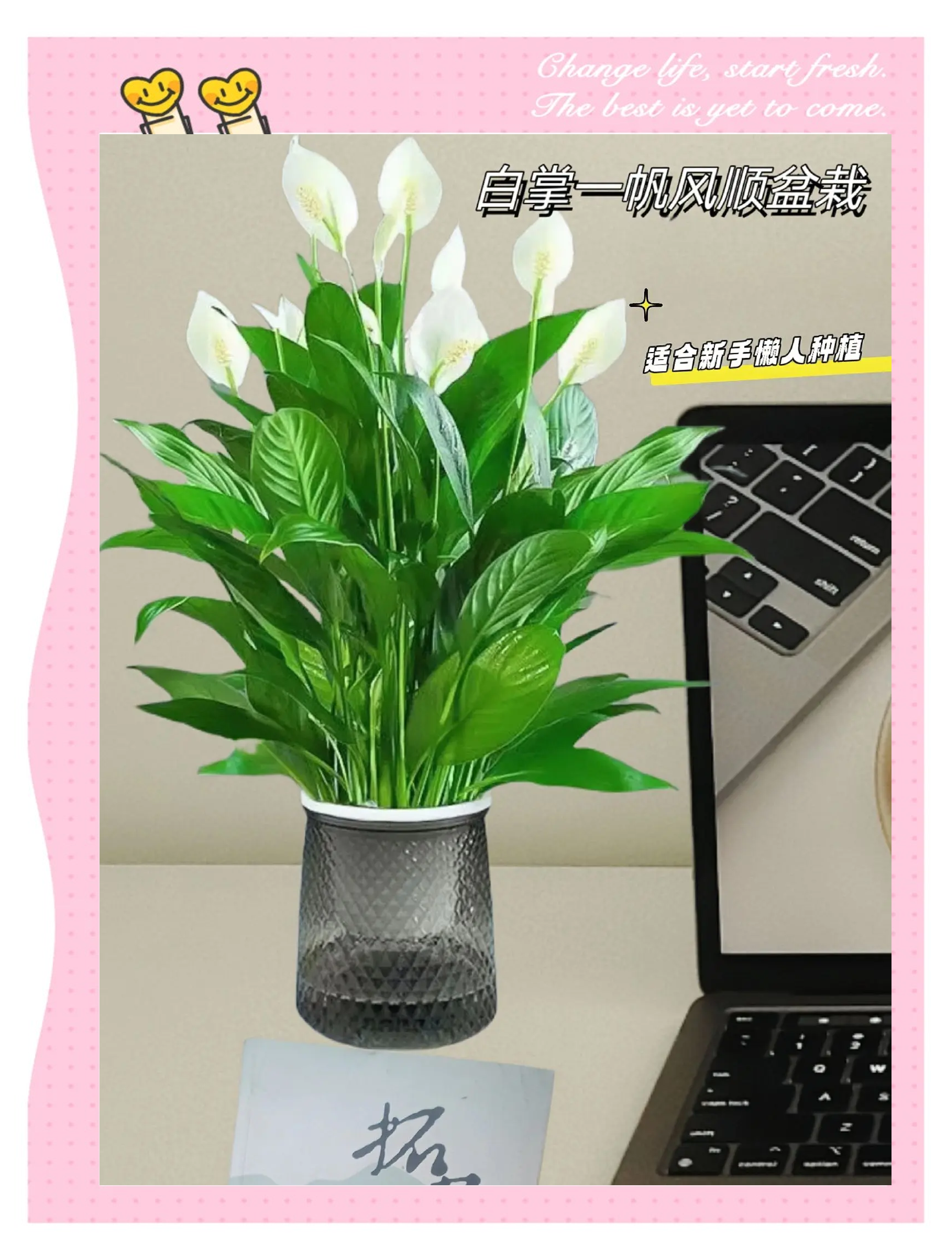 白掌的养殖技术(白掌的养殖方法和注意事项视频)