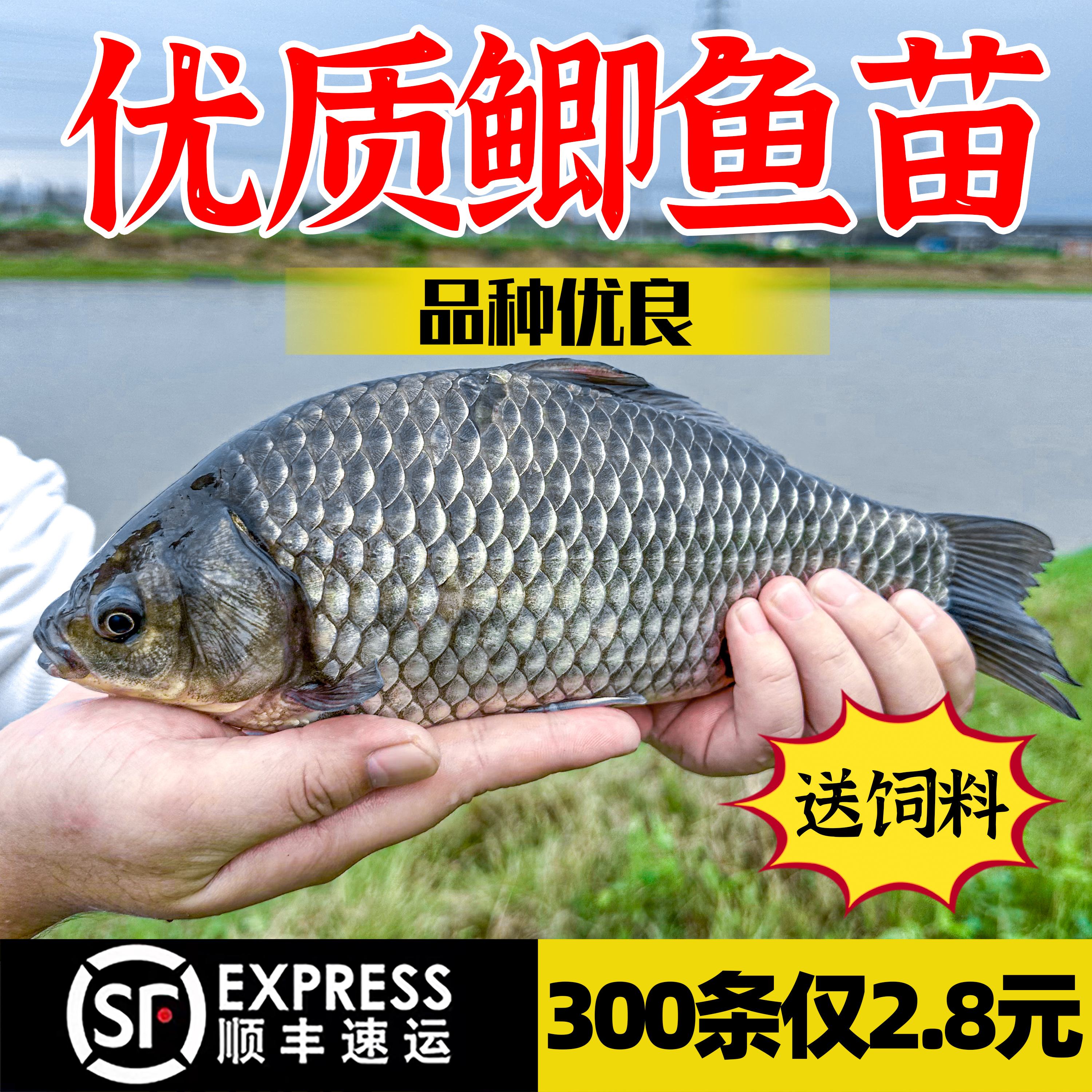 稻田鲫鱼养殖技术(稻田鲫鱼养殖技术视频)