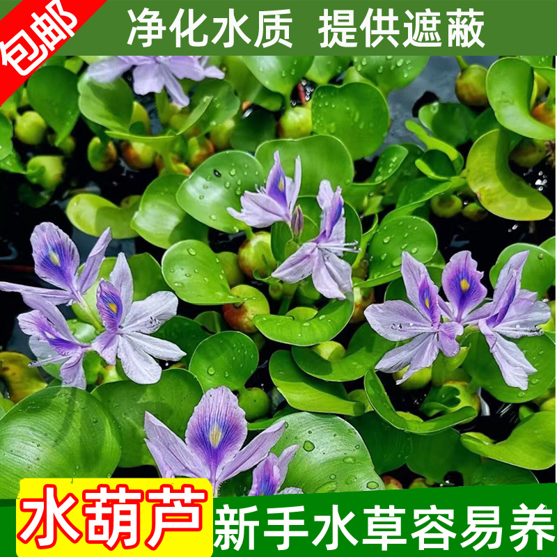 水葫芦养殖方法(水葫芦养殖方法图解)