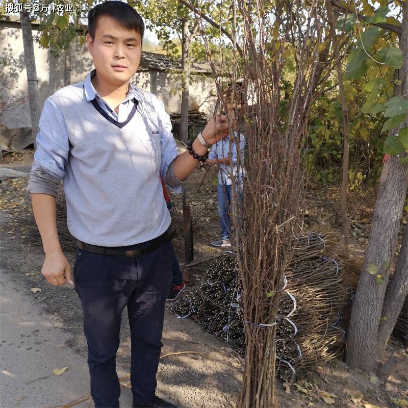 小柿子苗的种植全过程(小柿子苗的种植全过程视频)