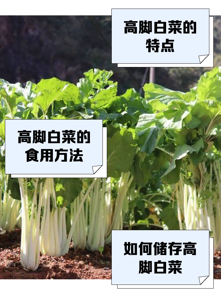 白菜含钾高吗(水口白菜含钾高吗)