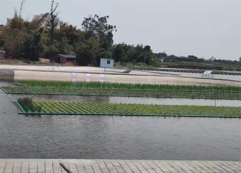 鱼塘水稻生态浮床栽培技术(鱼塘水稻生态浮床栽培技术与管理)