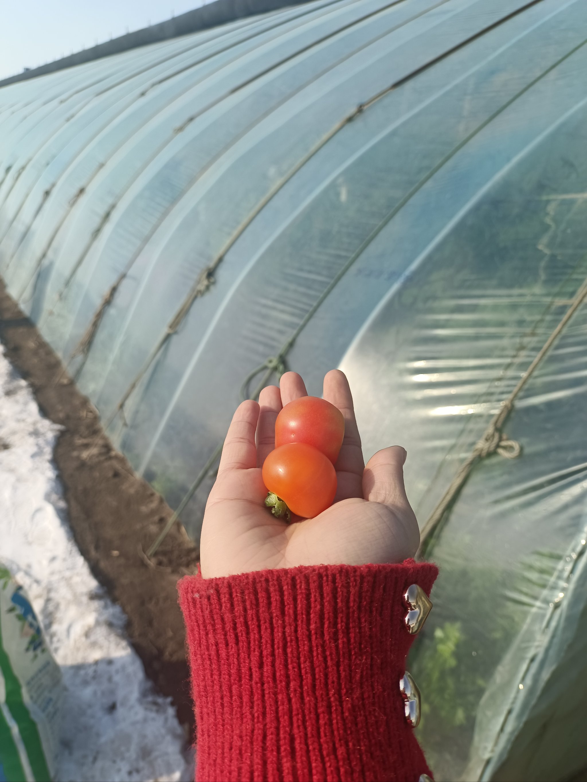 北方种植蔬菜(北方种植蔬菜防冻套塑料袋)