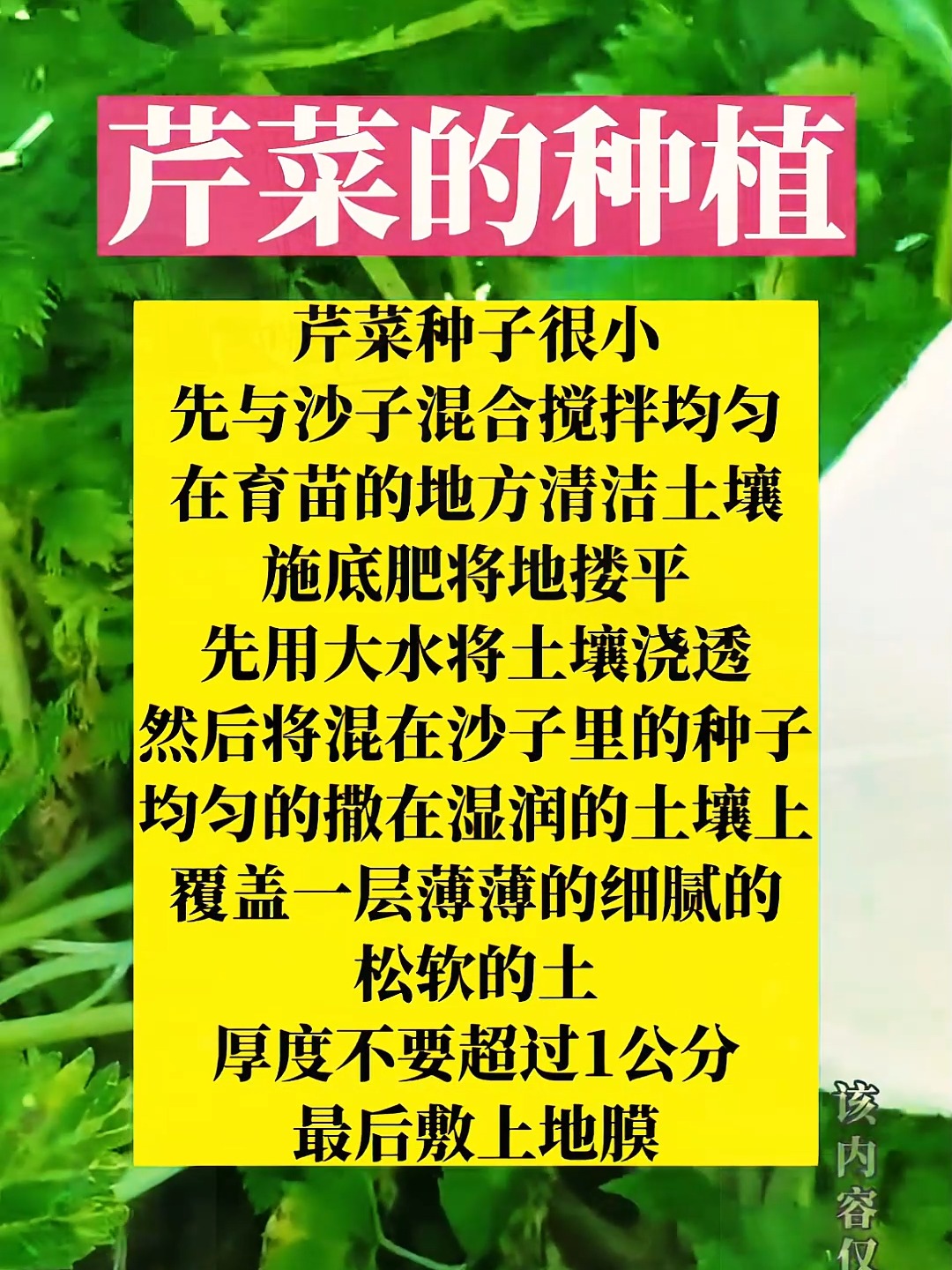 芹菜种植时间与方法(芹菜种植时间与方法温度)