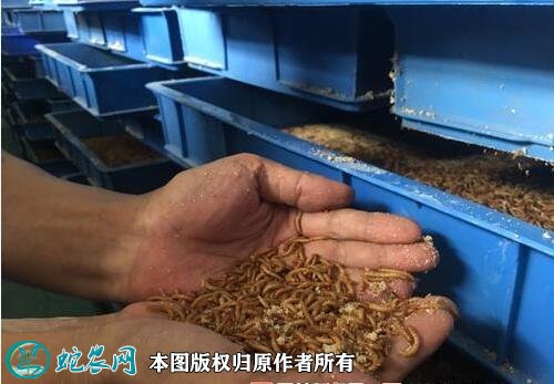 黄粉虫的技术养殖的简单介绍