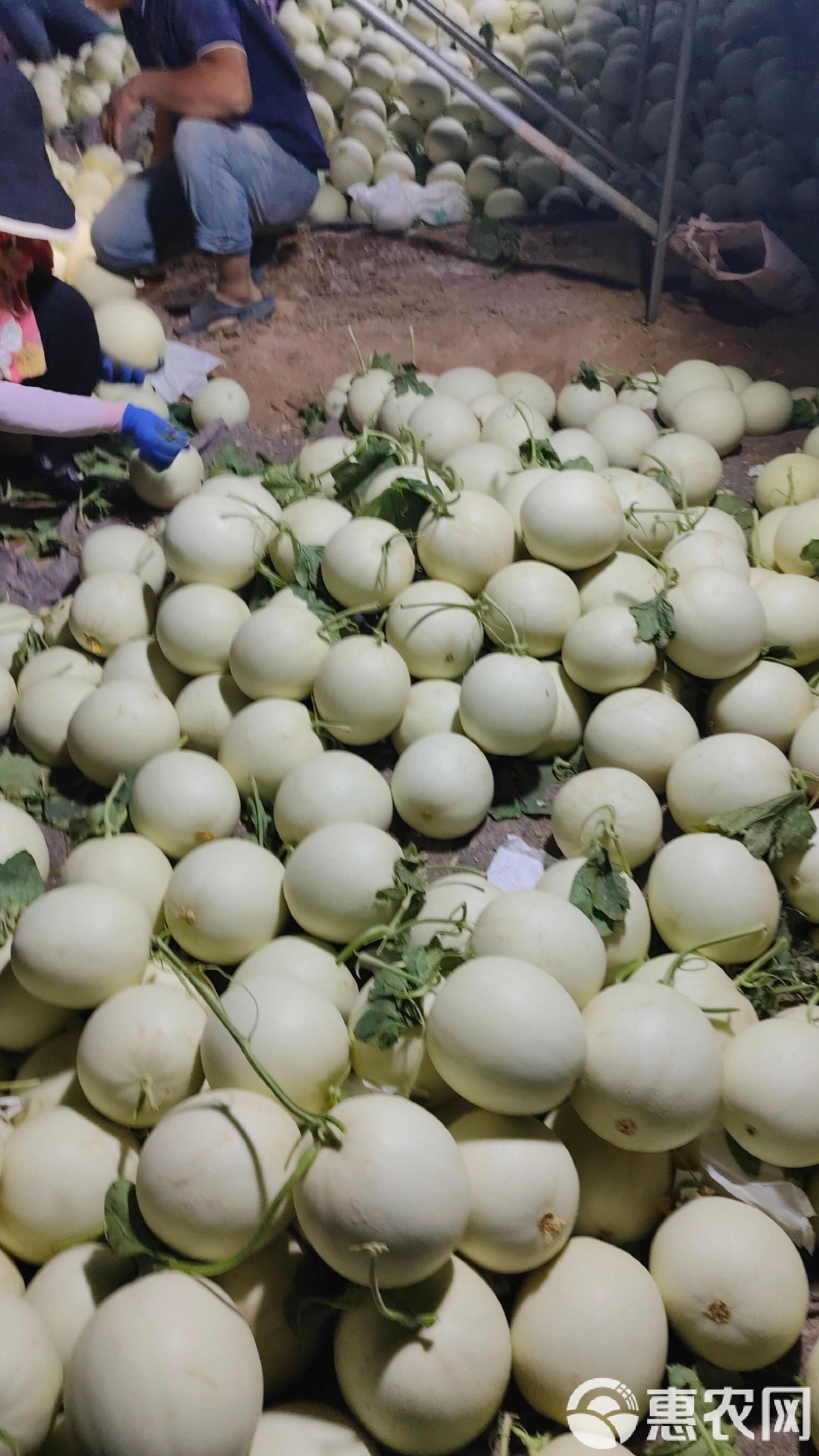 甘肃甜瓜品种(甘肃甜瓜品种介绍)