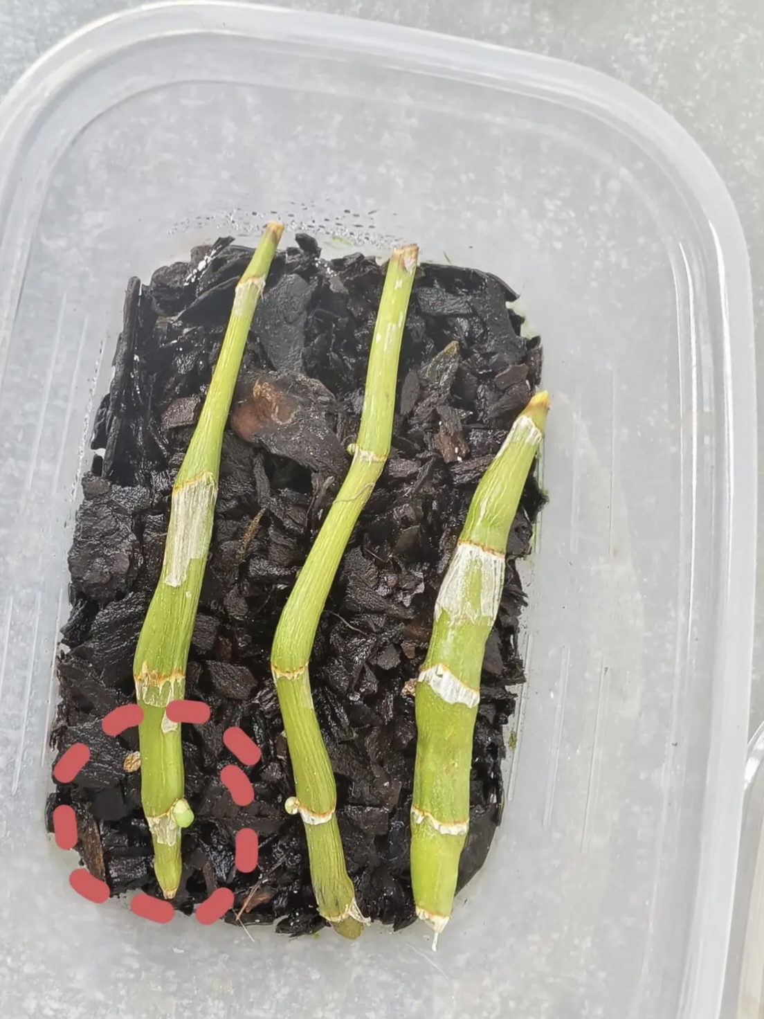 育苗过程(水稻育苗过程)