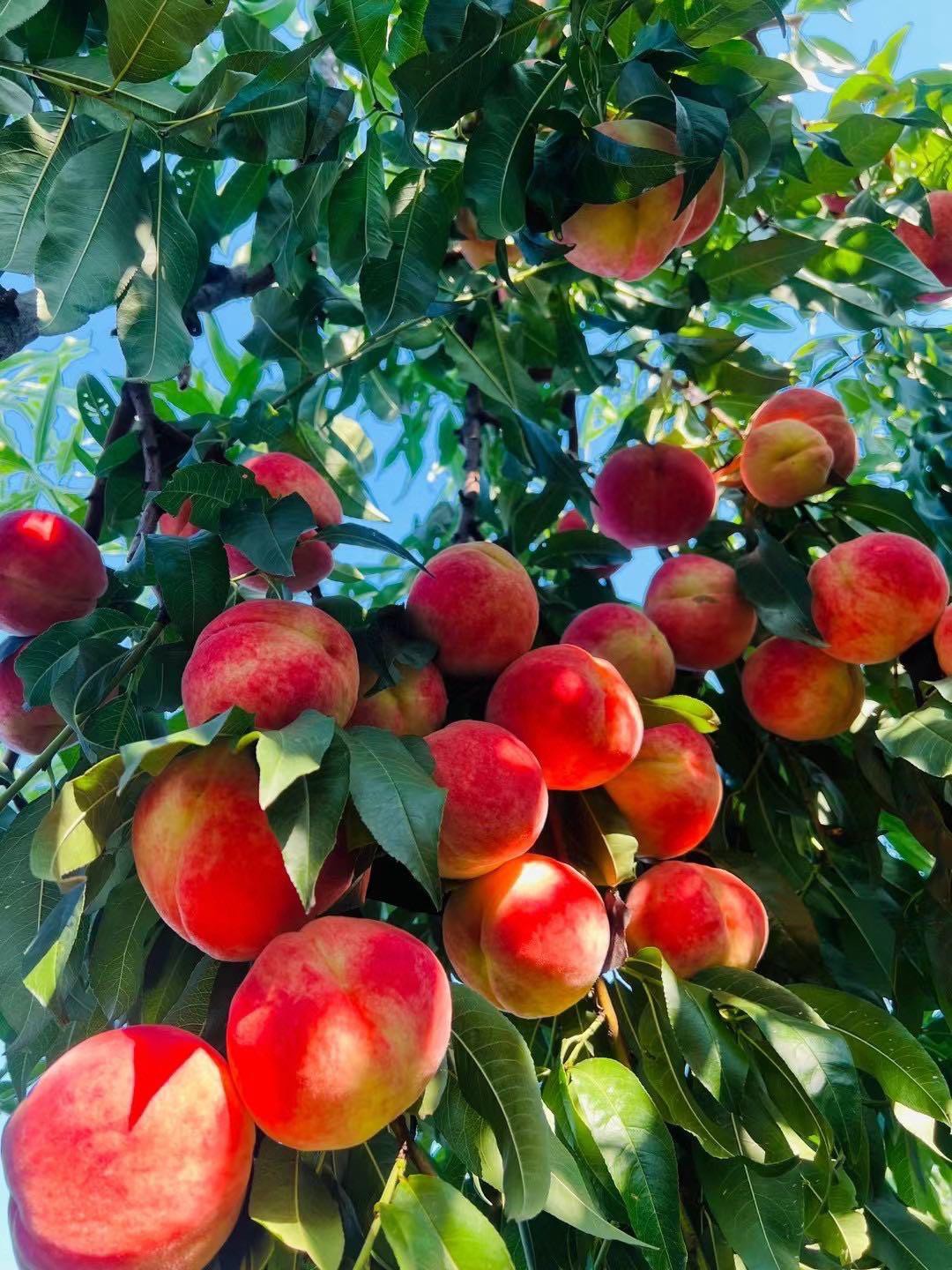 白菜桃(白菜桃子能一起吃吗)