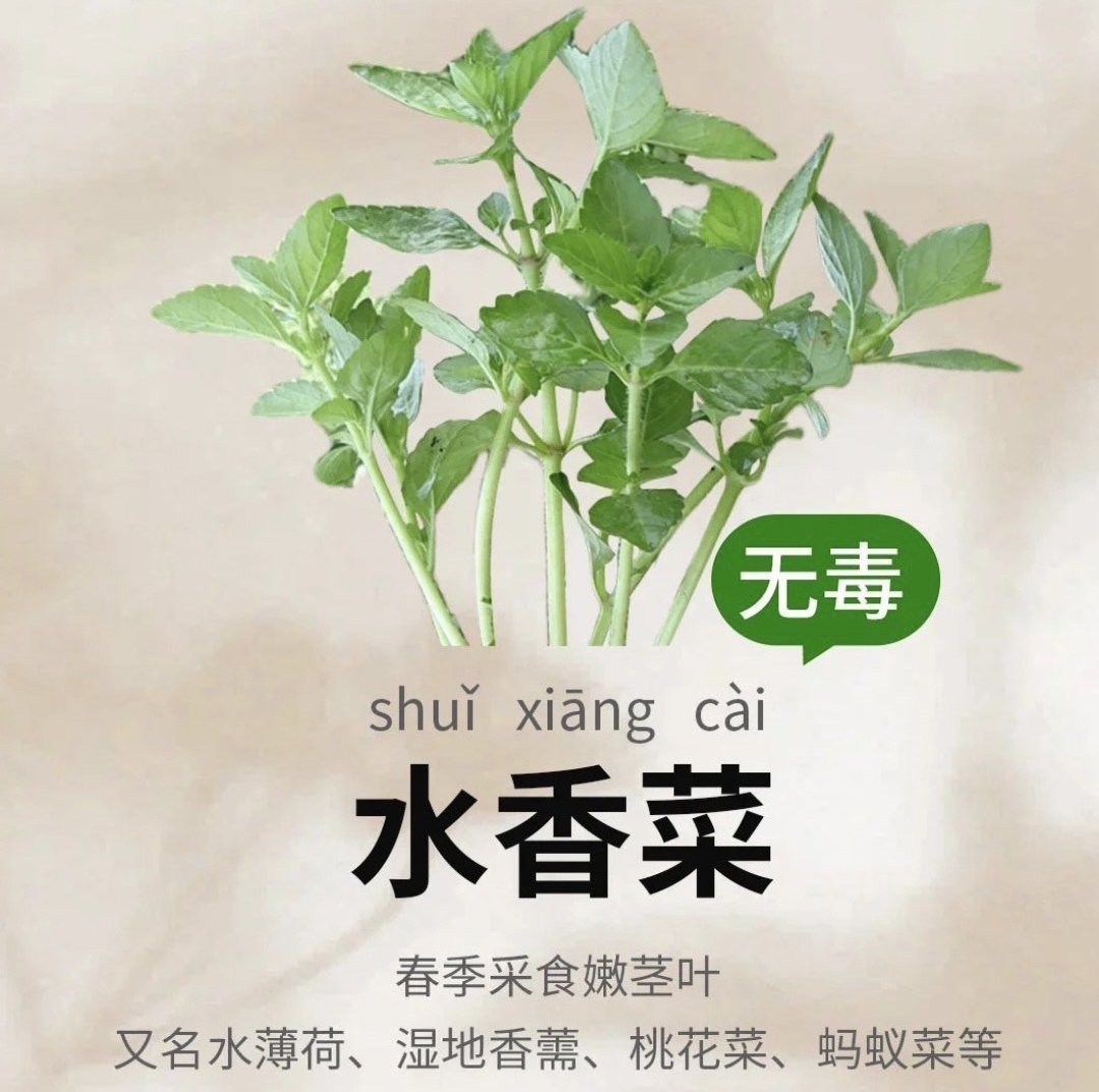 水栽香菜(水栽香菜多久能长出新叶)