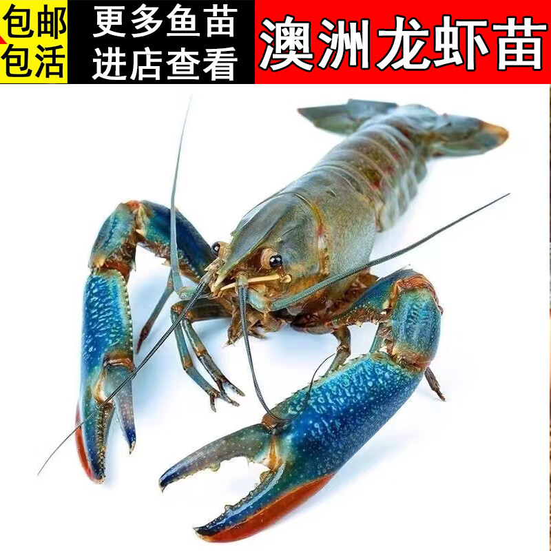 澳洲大龙虾养殖技术(澳洲大龙虾养殖周期是多久)