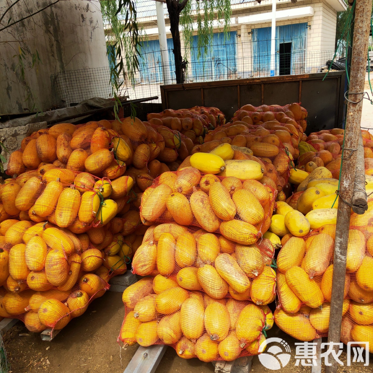 金丝绞瓜北方能种吗(金丝绞瓜可以包饺子吗)