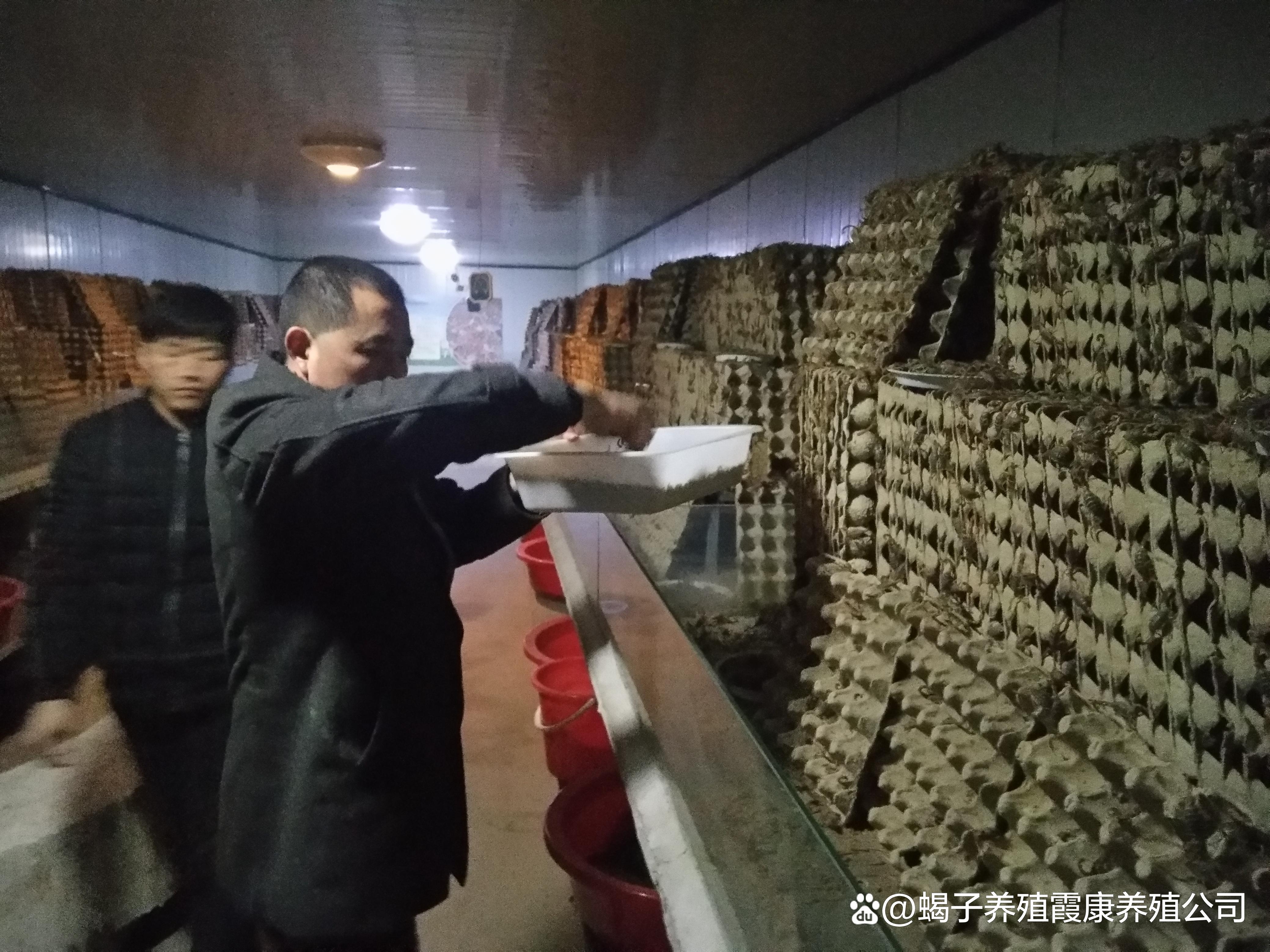 蝎子的人工养殖技术(蝎子的人工养殖技术是什么)