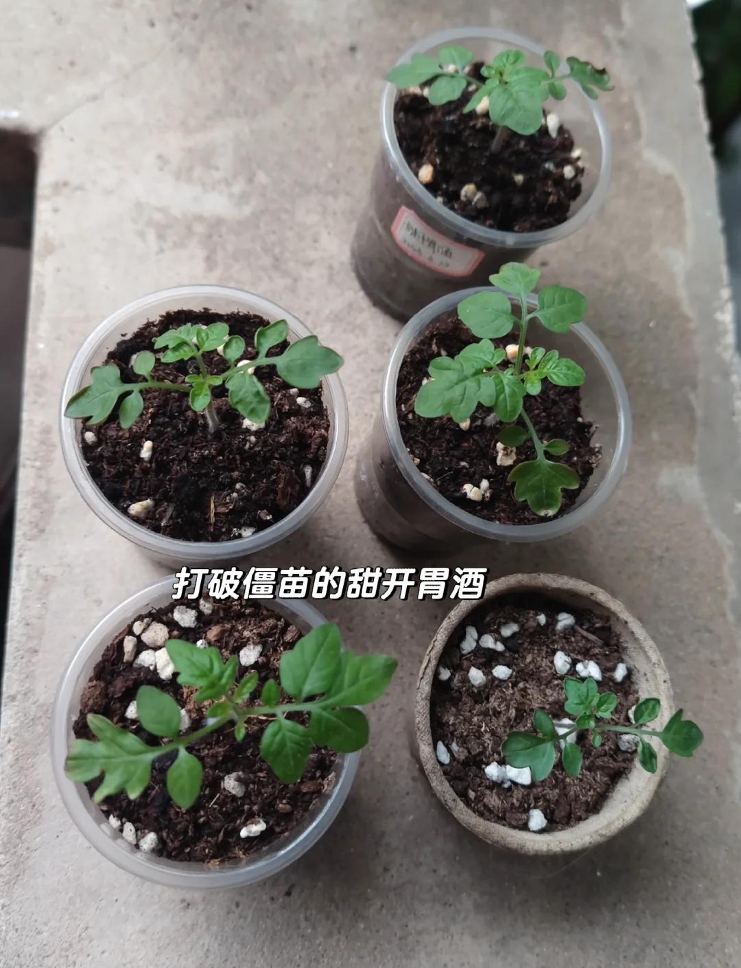 栽培番茄心得体会(番茄栽培技术实验报告)