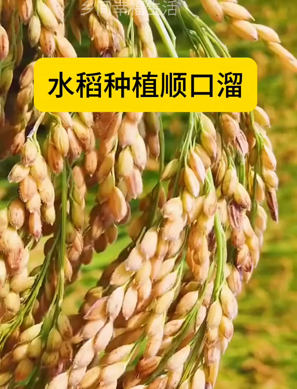 北方可以种水稻吗(中国北方气候导致北方适合种植水稻)