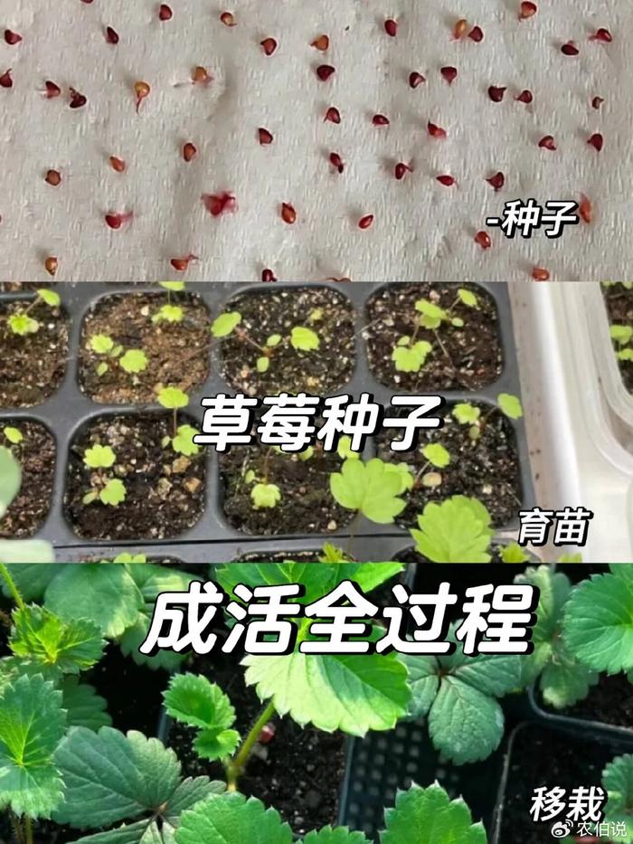 三年级种草莓(三年级种草莓日记150字)
