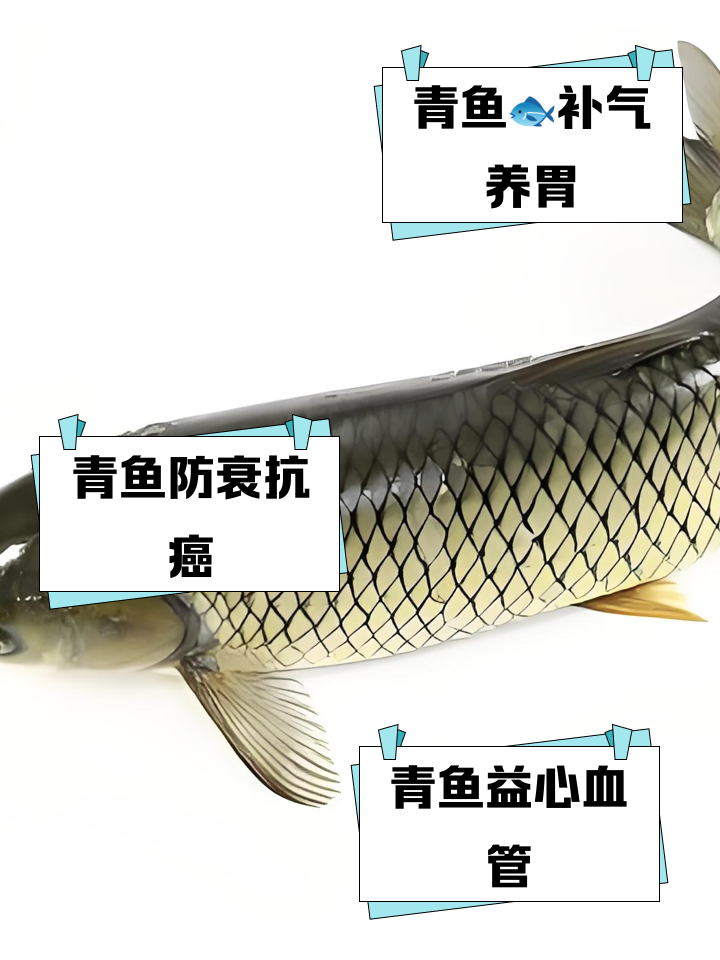 青鱼的养殖技术(青鱼的养殖技术与管理)