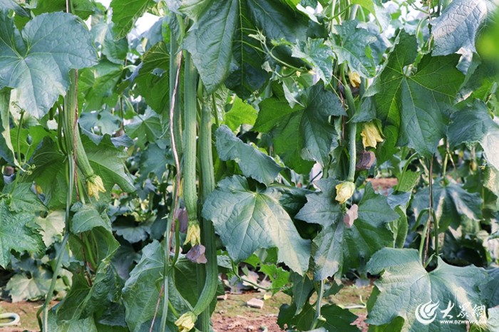 白丝瓜种植时间及技术要点(白丝瓜种植时间及技术要点是什么)