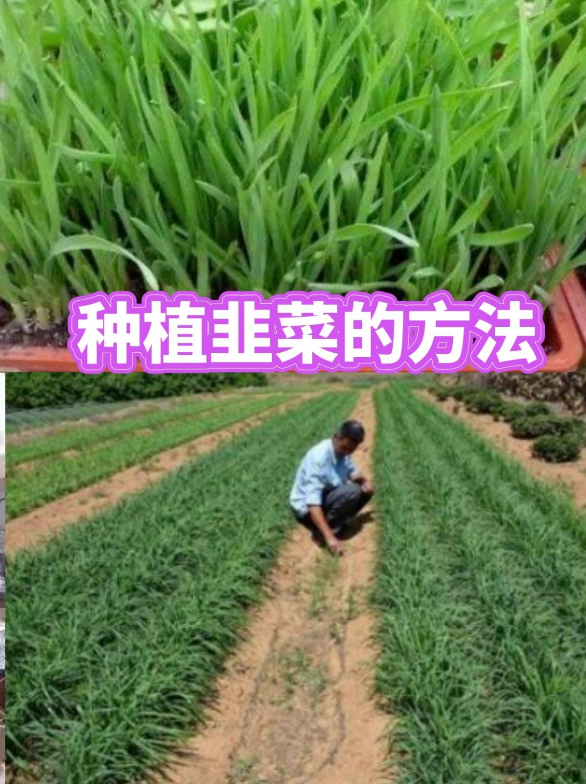 韭菜的种植技术与管理(韭菜的种植技术与管理视频)