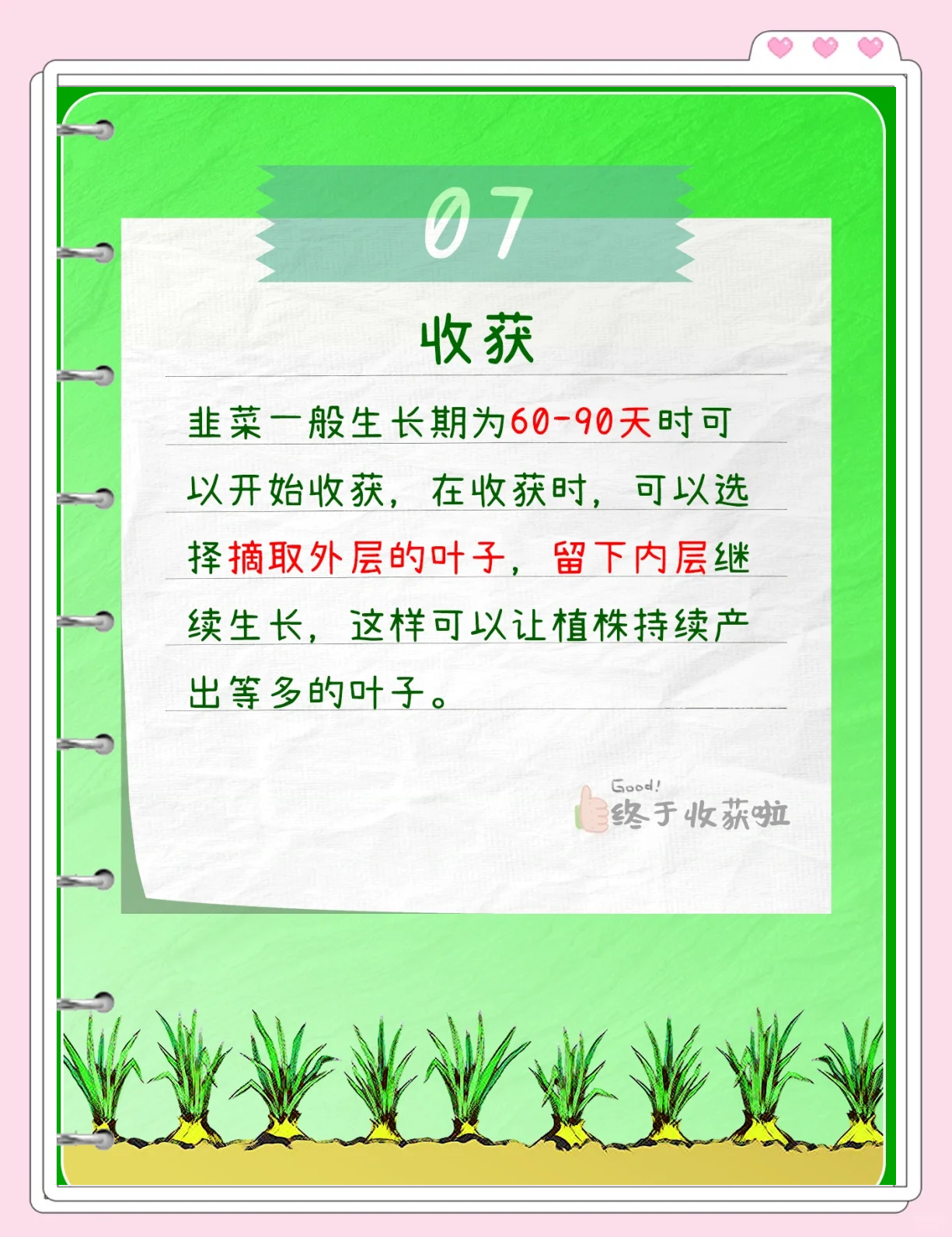 韭菜的种植技术与管理(韭菜的种植技术与管理视频)