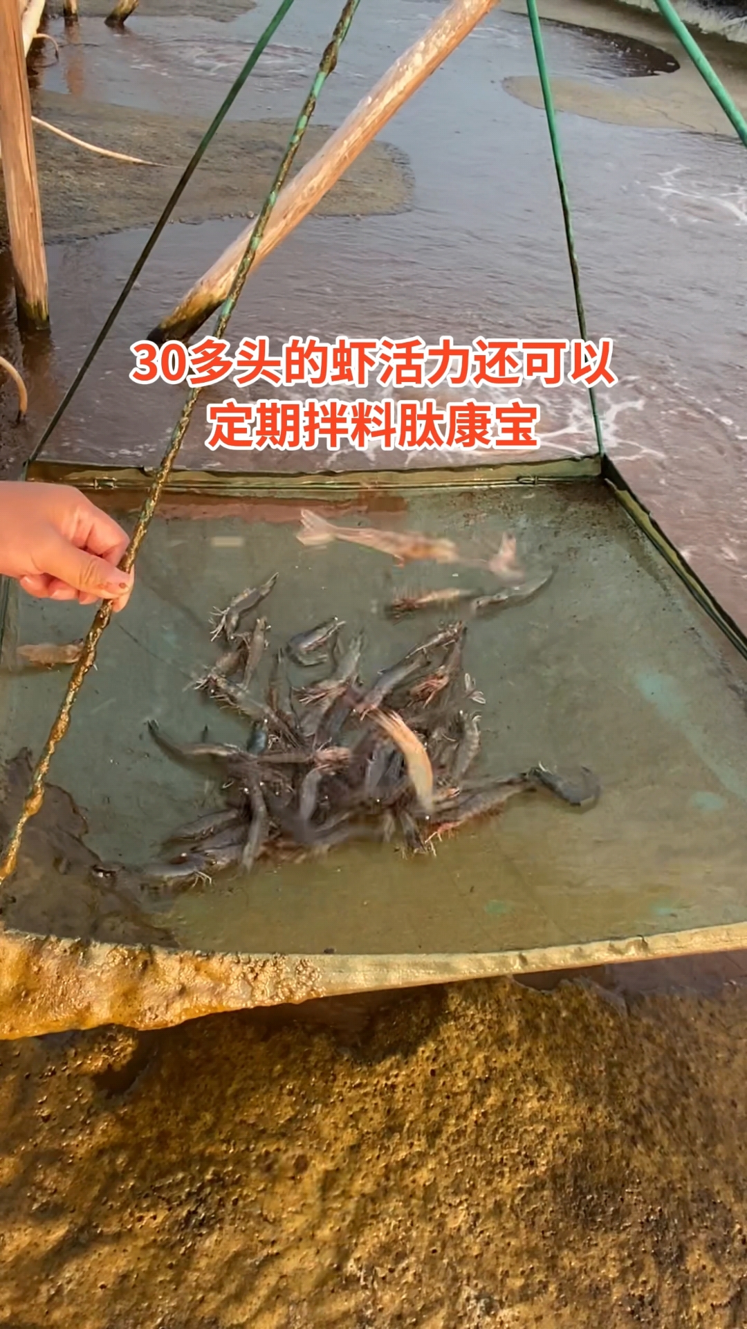 水产养殖虾(水产养殖虾用药)