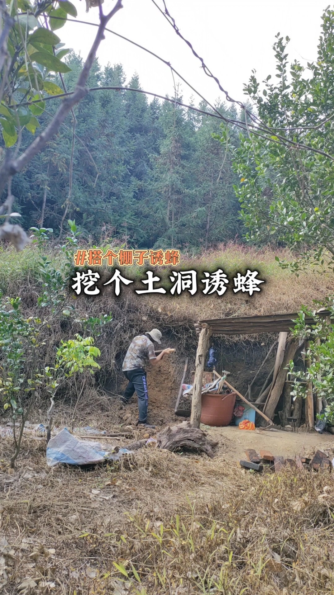 大棚养马蜂养殖技术(大棚养蜂蜜蜂养殖技术)