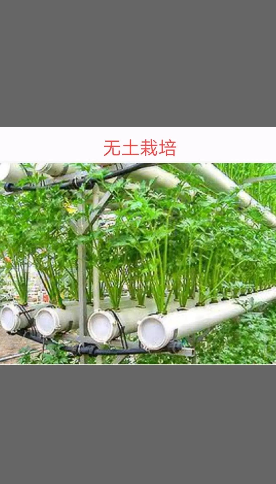 有机瓜果蔬菜无土栽培技术(无土栽培有机蔬菜种植方法视频)