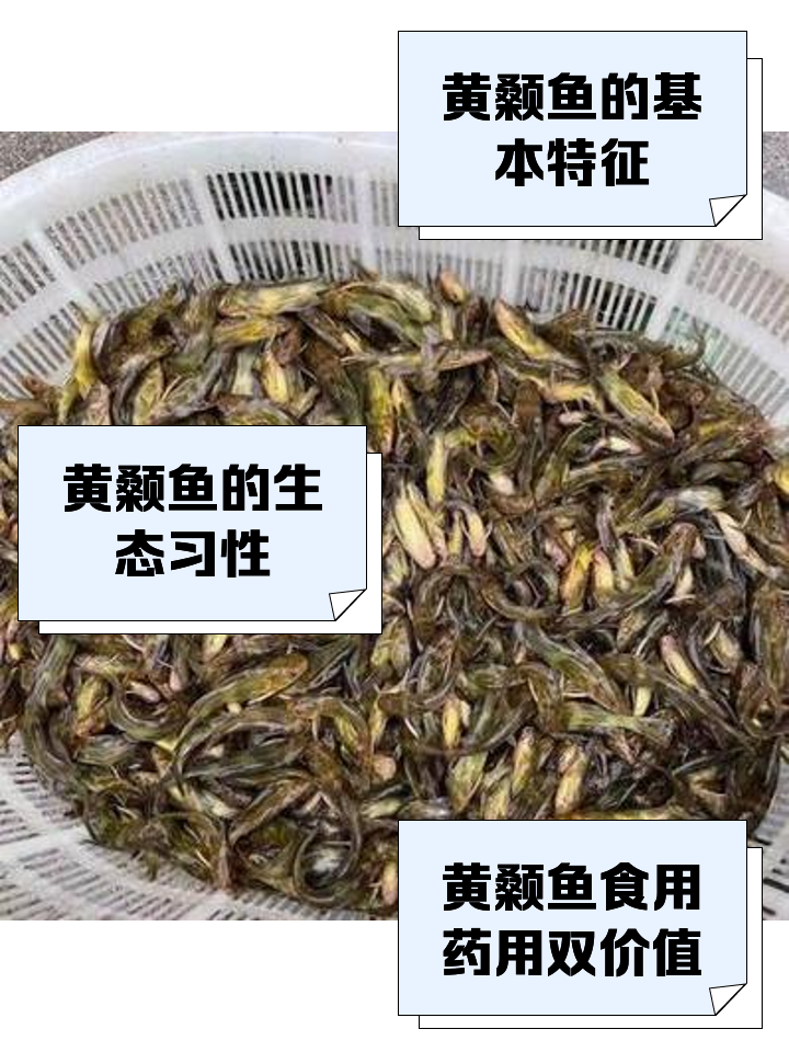 黄骨鱼鱼养殖新技术(黄骨鱼黄骨鱼养殖技术)