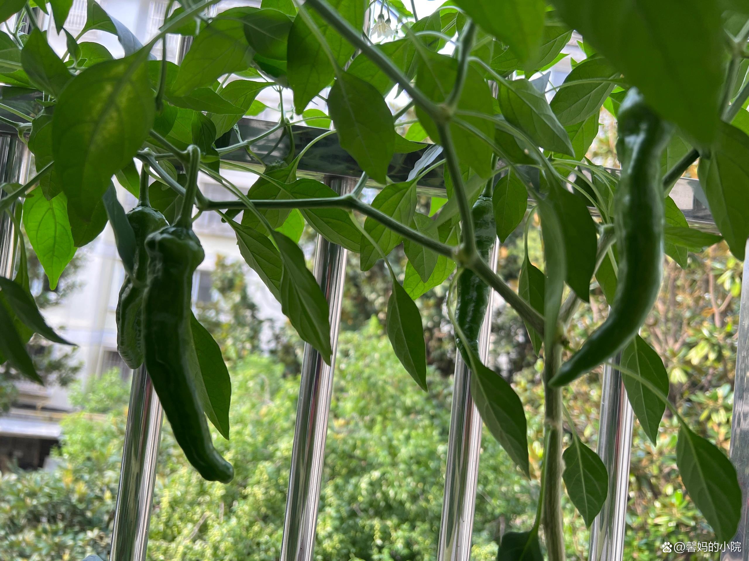 循环种植蔬菜(蔬菜养殖生态循环养殖模式)
