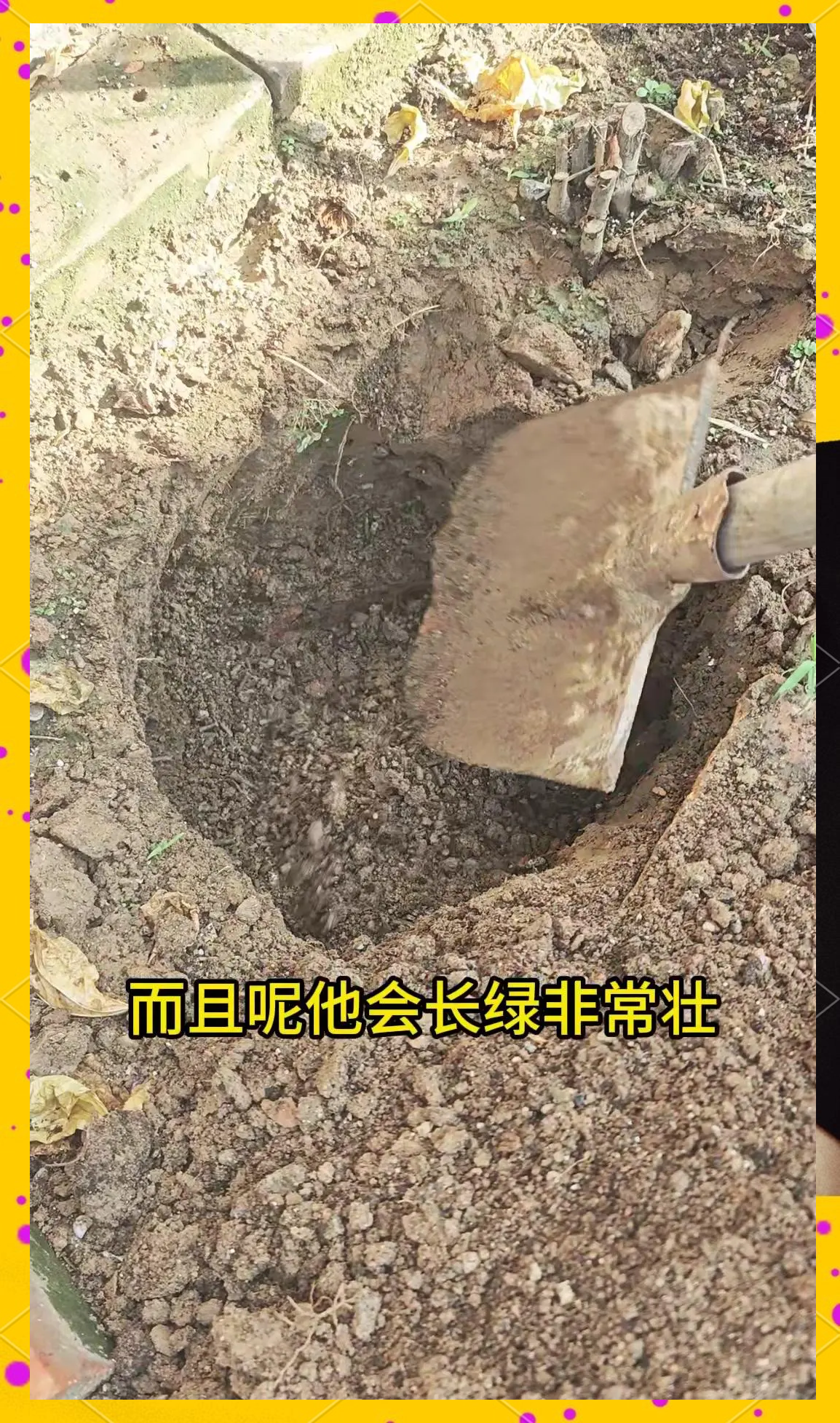 葡萄的栽培方法(葡萄的栽培方法即像距)