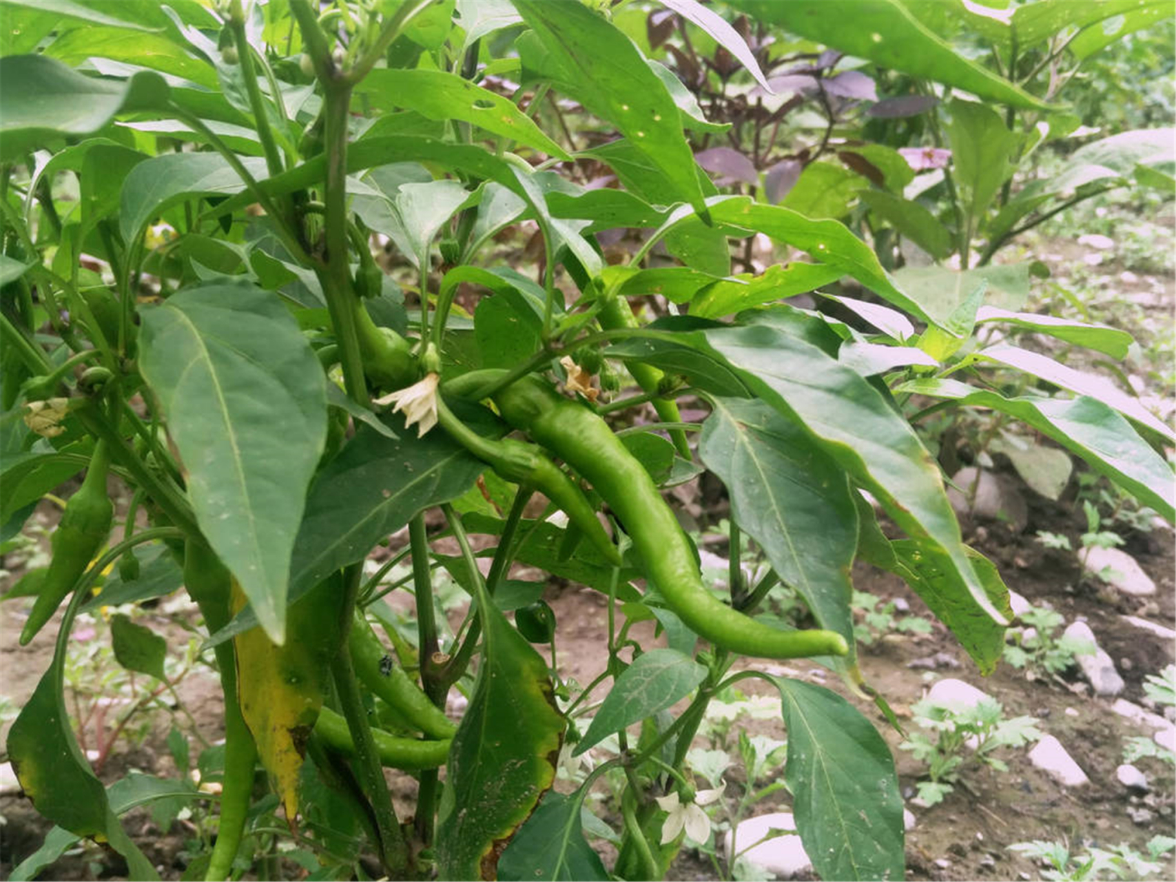 青椒能重茬种吗(青椒种子可以种吗)