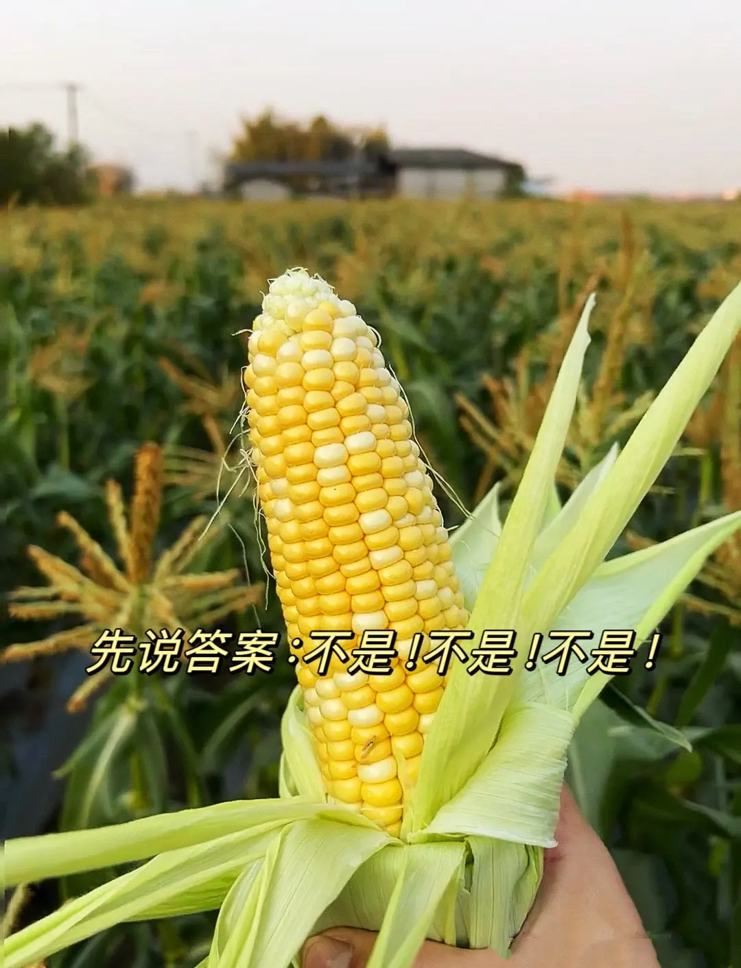 玉米与转基因玉米(转基因玉米怎么区别)