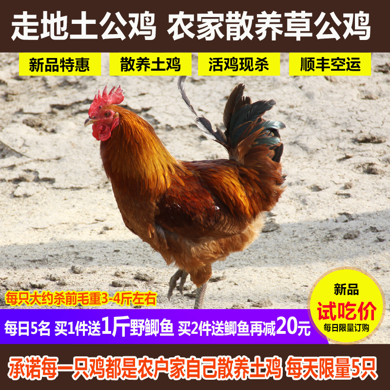 关于肉鸡饲养,土鸡的饲养利润,,2.45,2,高,培育词的信息