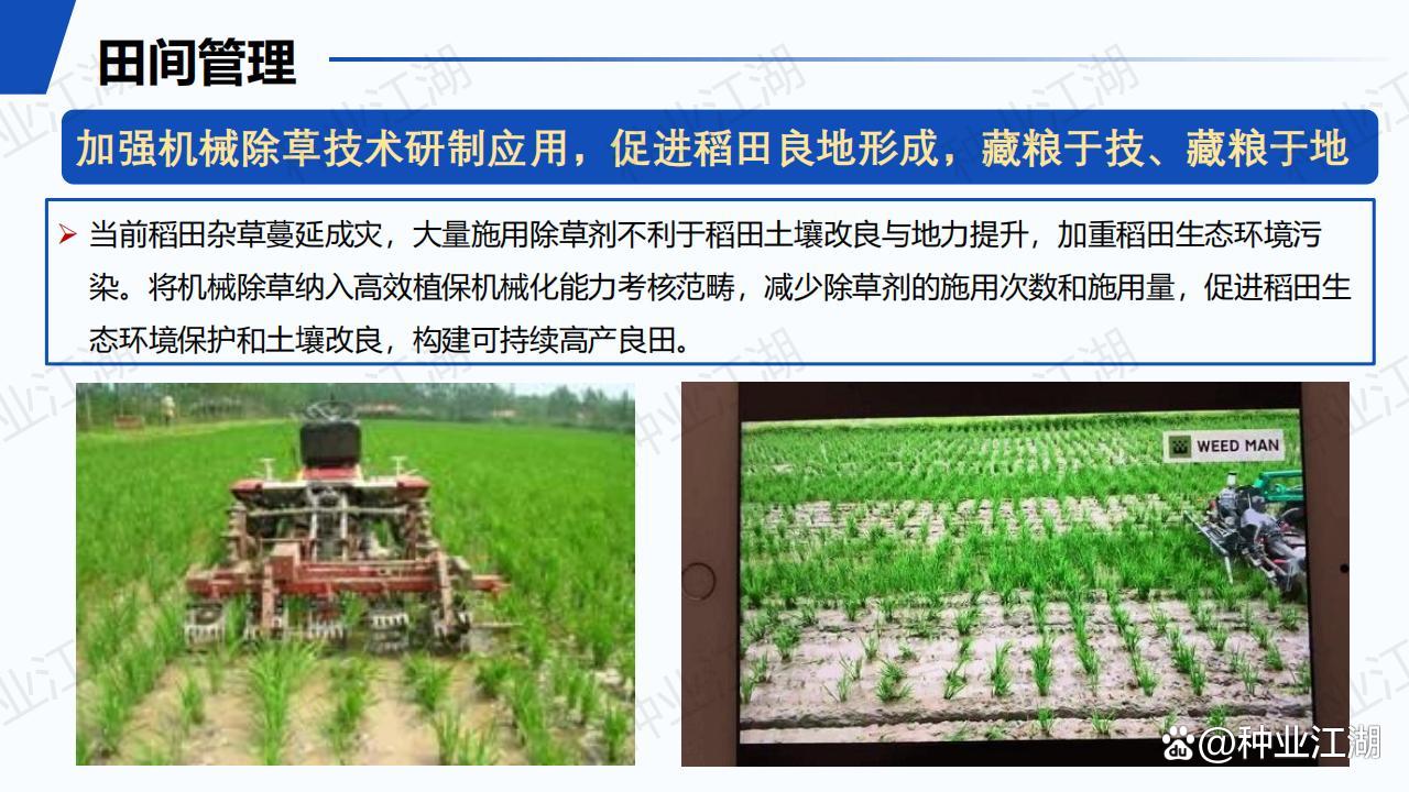 水稻管理技术(水稻管理技术实验报告)