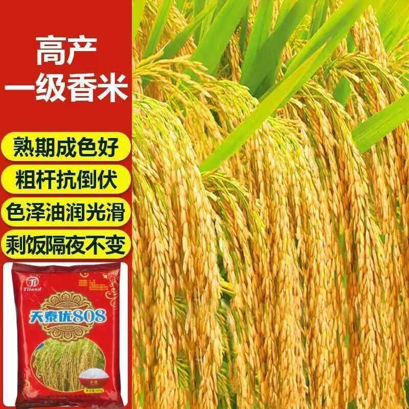 水稻品种泰优808(水稻品种泰优808审定内容)