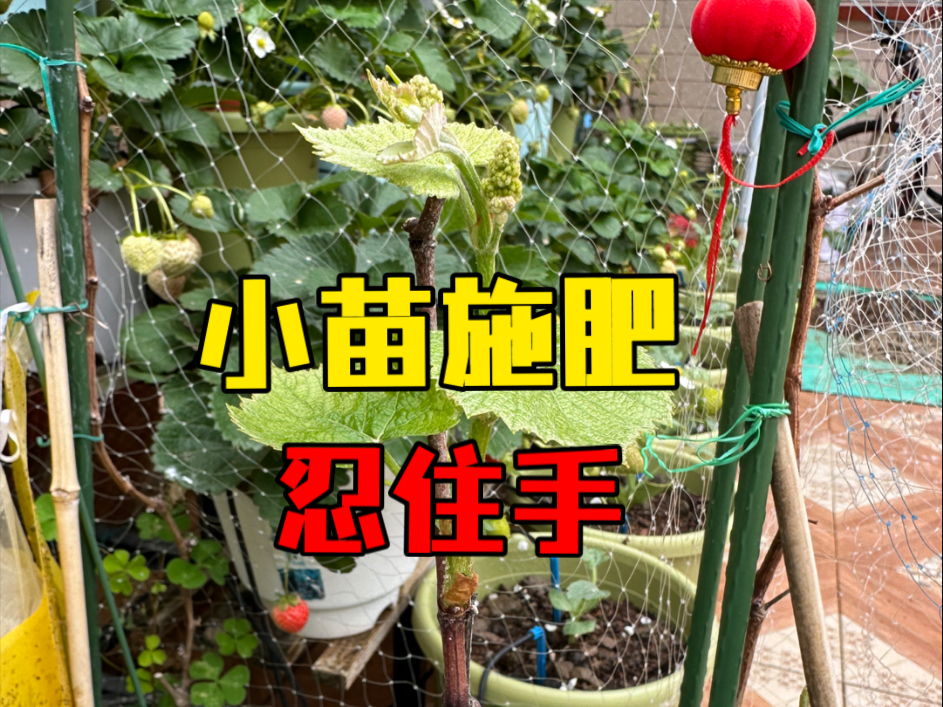庭院葡萄施肥技巧(家养葡萄树如何施肥)