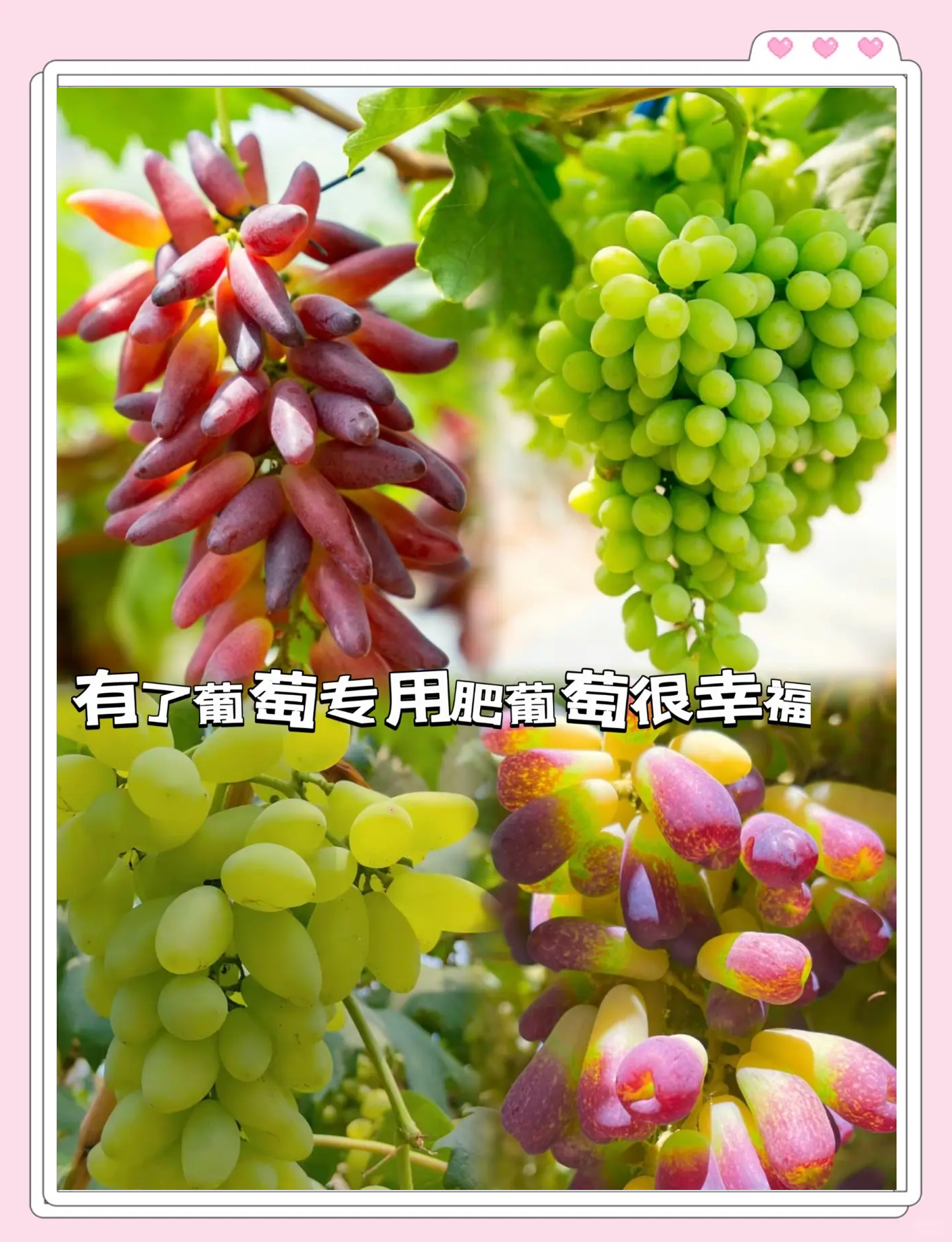 庭院葡萄施肥技巧(家养葡萄树如何施肥)