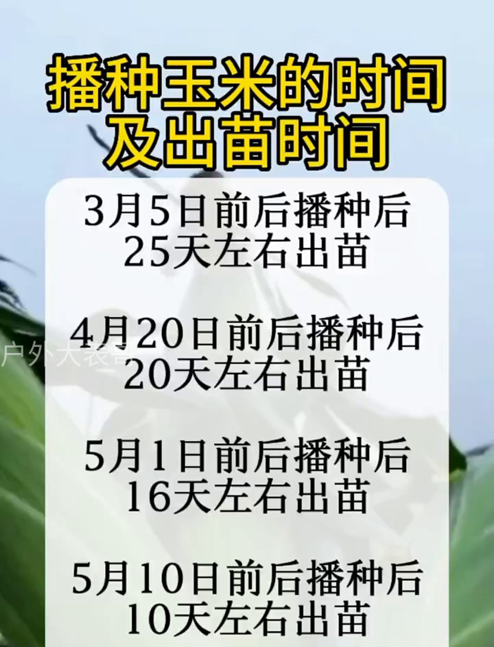 玉米种植需要催芽吗(玉米种植需要催芽吗为什么)