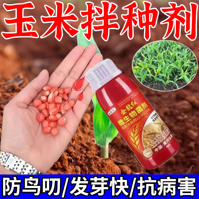 玉米种植需要催芽吗(玉米种植需要催芽吗为什么)