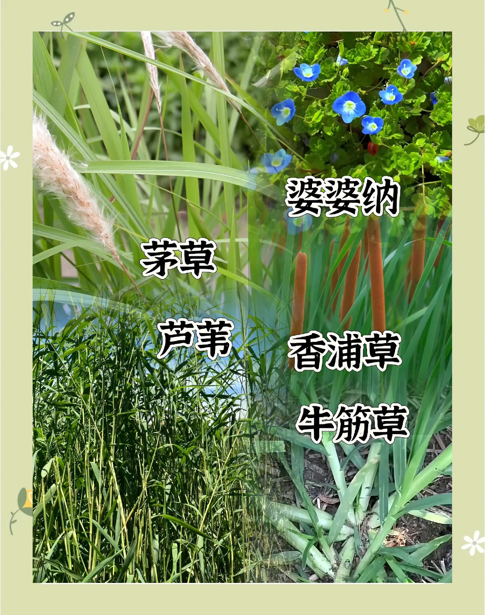 除草的意思解释(除草的另一种说法)