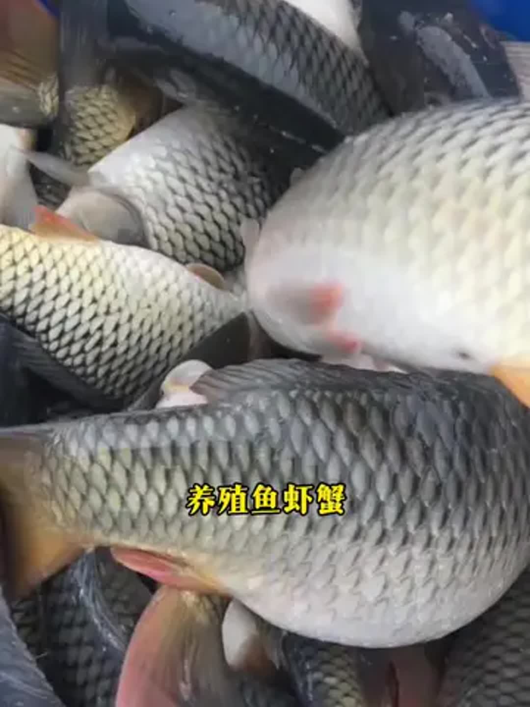 水产饲养(水产饲养员辛苦吗)