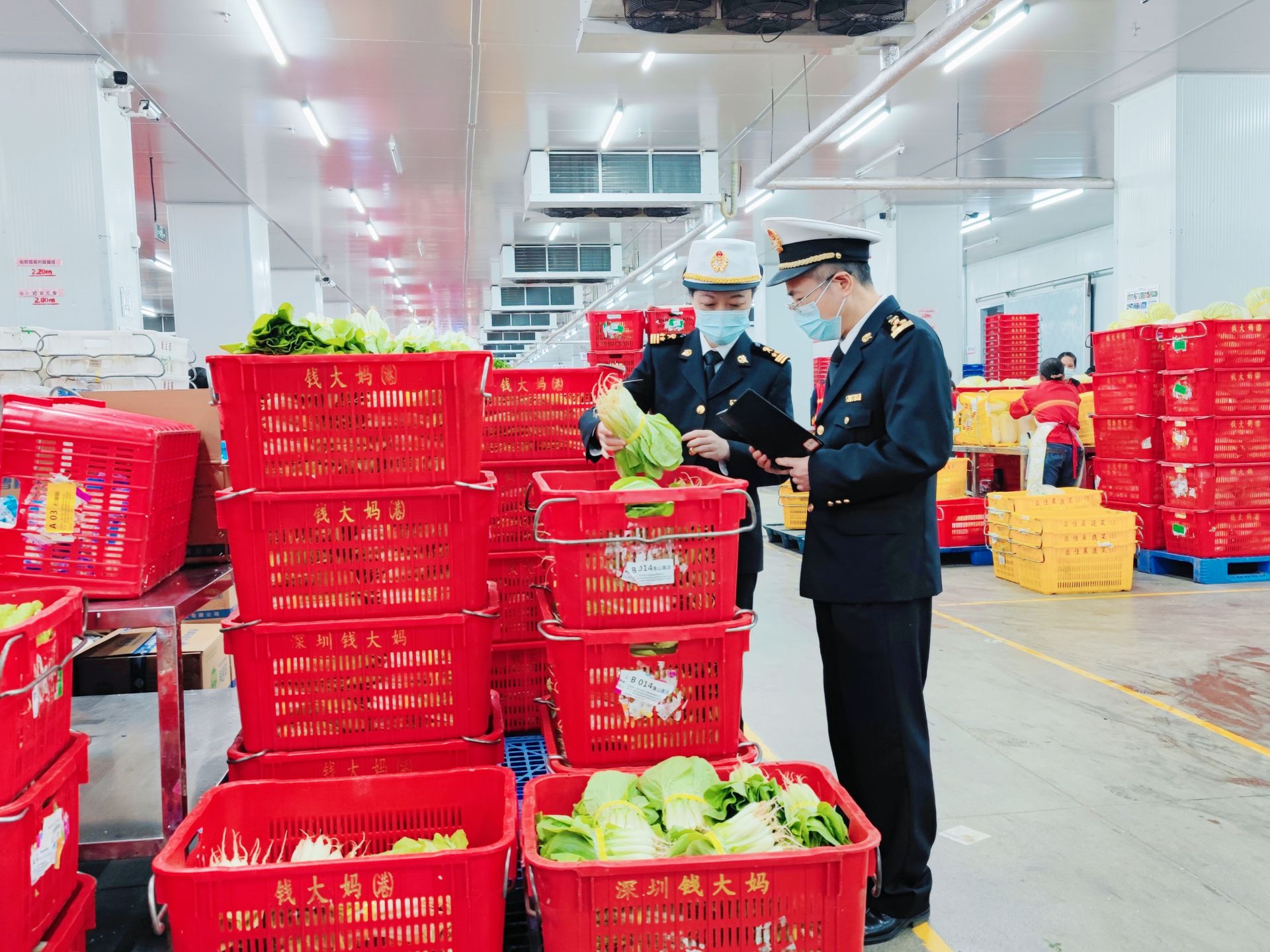 新鲜蔬菜深圳(深圳官方蔬菜价格一览表)